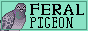 feral pigeon