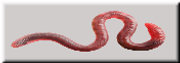 worm