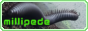 millipede