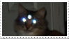 cat with three glowing eyes