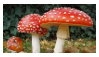 amanita