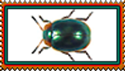 beetle