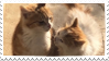 cats kissing