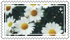 daisies