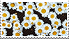 more daisies