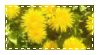 dandelions