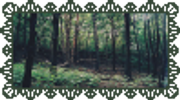forest2