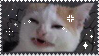 grimace cat