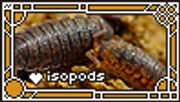 isopods