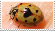 ladybug
