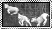 lambs