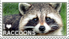 i love raccoons