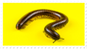 millipede