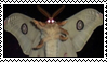 luna moth fairy