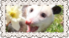 possum