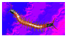 rainbowbug