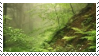 rainforest