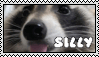 sillyraccoon