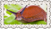 snail