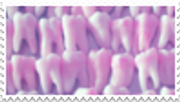 teeth